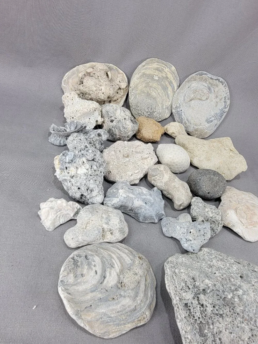 Florida Beach Shell Stone Rock Fossil Coral Mixed Lot Coastal Craft Decor
